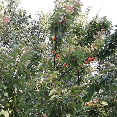 Le Pre Saint-andre 3*